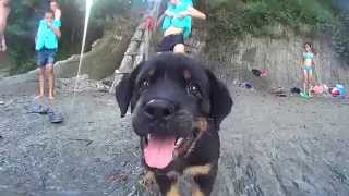 preview picture of video '1 month old rottweiler puppy on the river'