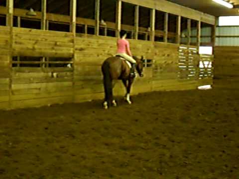 IRONT I A CASONOVA - 3 y.o. AQHA Appendix Gelding Hunter Jumper Prospect - SOLD