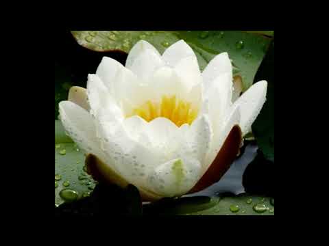 Poovellam Kettuppar | Poova Poova Poove |Suriya |Jyothika