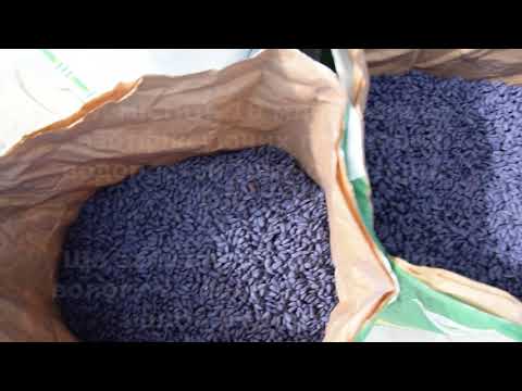 Обработка семян подсолнуха концентратом живых азотфиксирующих грунтовых водорослей