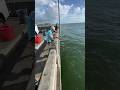 Catching A MONSTER Grouper From Under The PIER Skyway Fishing Bigfish