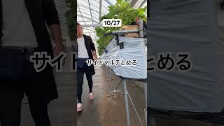 サイドマルチとめ #いちご #農業 #農協
