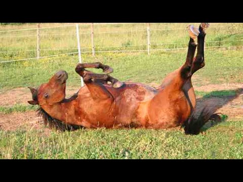 Quand Dieu vous envoie un drôle de cheval