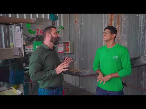 Pedro Muffato usa farelo de soja Zaamp no confinamento em Sapezal Mato Grosso 