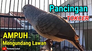 Download lagu Suara Perkutut Lokal Gacor Pancingan Perkutut Paling Ampuh Untuk Perkutut Susah Bunyi #perkututlokal mp3 Download lagu Suara Perkutut Lokal Gacor Pancingan Perkutut Paling Ampuh Untuk Perkutut Susah Bunyi #perkututlokal mp3