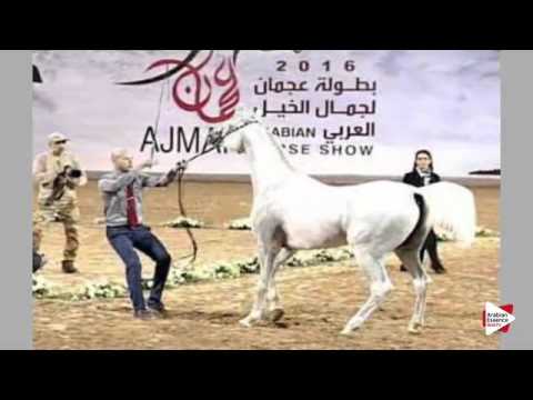 N.233 GENTELMAN - Ajman 2016 - Stallions 4 years old (Class 10)