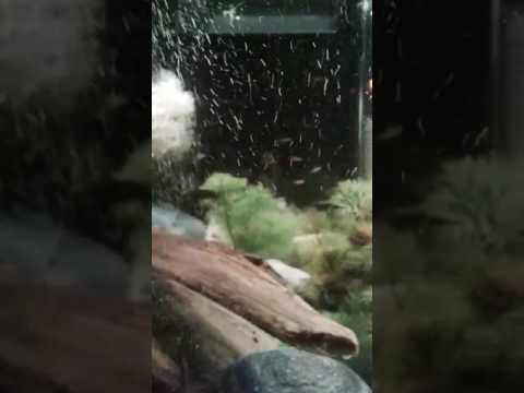 Flower Shrimp with Amano Shrimp and Otocinclus