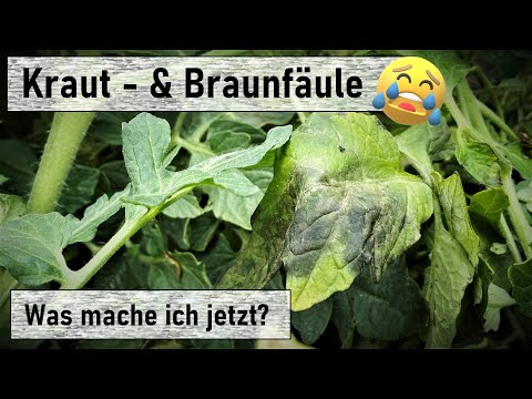 , title : 'Kraut -& Braunfäule I Tipps zu Pilzerkrankungen bei Tomaten I Phytophthora'