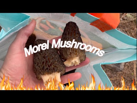 Natural Black Morel Mushroom Hunting in a Burn Area | Tips, Timing & How to Spot Them