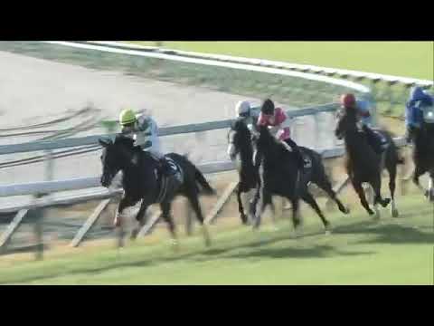 2020.11.15 Kigiku Sho (JPN)  - Admire Sage