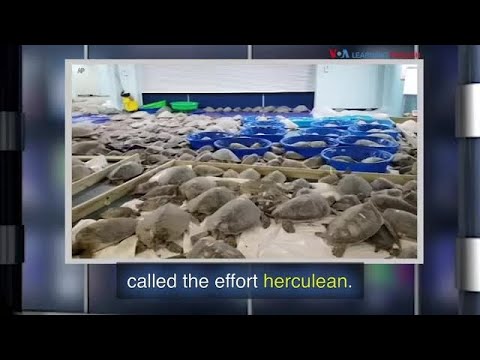 新しい言葉だ殊勝な (New Words: Herculean)