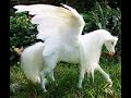 HorsegiirL My Little White Pony Official Instrumental