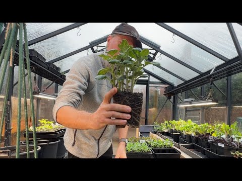 Early Potato Harvest: April & May New Potatoes Galore!