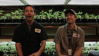 Yonder Mountain String Band | Tribute Marijuana Strain | The Farm