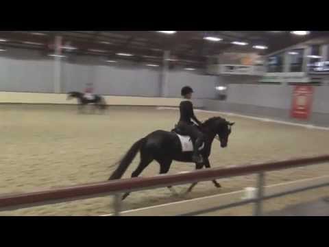 DELOREAN (Dancier x Weltmeyer) - 30-Tage-Test Münster-Handorf 2014