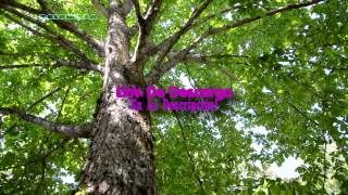 Yo Soy Ivan Letra Maximo Grado 2014