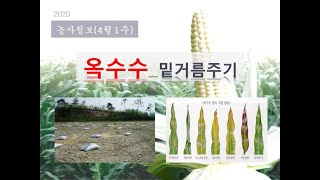 [농사정보] (4월1주)  옥수수_밑거름 (파종준비)