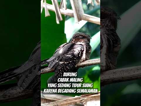 Cabak maling (Caprimulgus macrurus) lagi tidur | #cabak  #phonescoping #birdwatching
