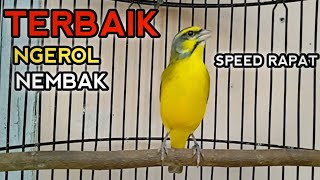 Download lagu Suara mewah Mozambik gacor ngerol speed rapat. mp3