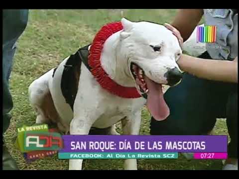 Cuidado de los Animales: Importancia, Beneficios y más