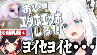 今度こそｴｯﾎｴｯﾎさせたいフブさんVS絶対にｴｯﾎｴｯﾎしないミオしゃ【白上フブキ/大神ミオ/ホロライブ切り抜き】