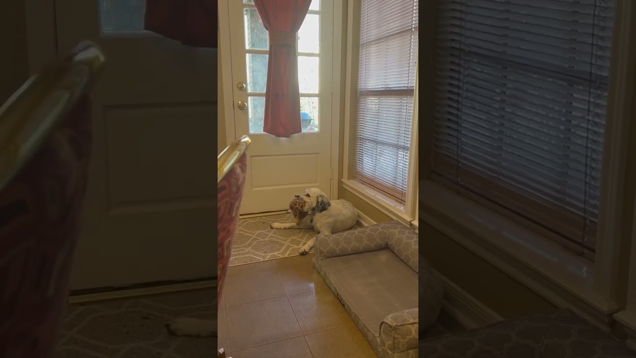 Enlarge Kali, a ADOPTABLE mixed breed in Boerne, TX video 6/6