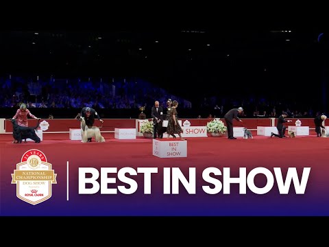 2025 Best in Show AKC National Championship | Presented by Royal Canin