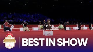 2025 Best in Show AKC National Championship | Presented by Royal Canin gameplay video by alucas, 19:39 duration
