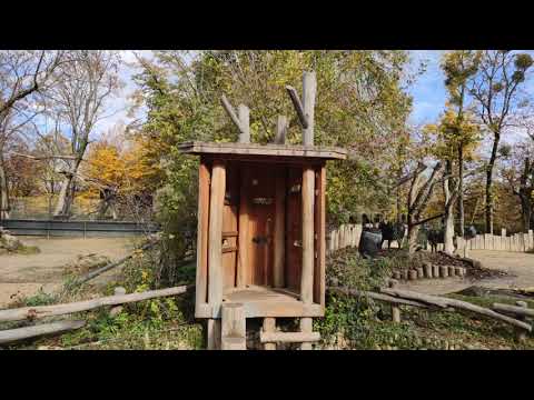 Wasserbüffel und Bison im Tiergarten Zoo Schönbrunn