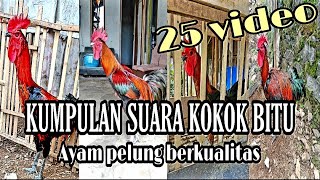 Download lagu KUMPULAN VIDEO AYAM PELUNG BERKOKOK BITU DAN BERKUALITAS BAGUS mp3 Download lagu KUMPULAN VIDEO AYAM PELUNG BERKOKOK BITU DAN BERKUALITAS BAGUS mp3