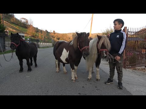 Poneii lui Calinut de la Vidra, Alba - 2020 Nou!!!
