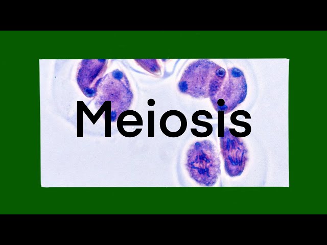 Vídeo relacionado con Bioloxía e xeoloxía. 4 ESO. Celme - 9788498546118