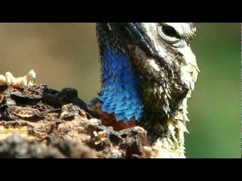 Música Regional de Oaxaca - "La Sandunga"