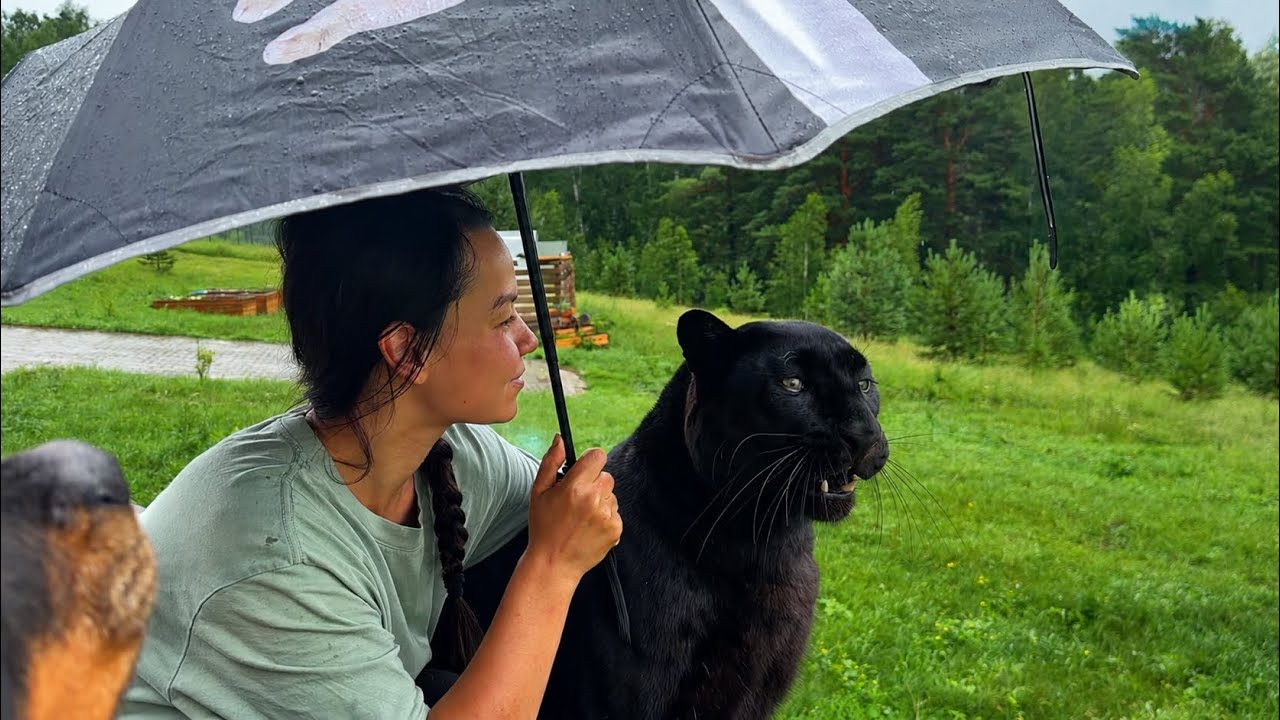 A rainy day in the village with Luna the panther&CO 😁 (ENG SUB)