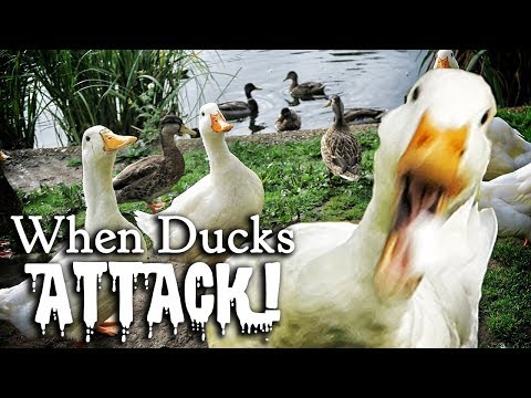 WHEN DUCKS ATTACK! 🦆