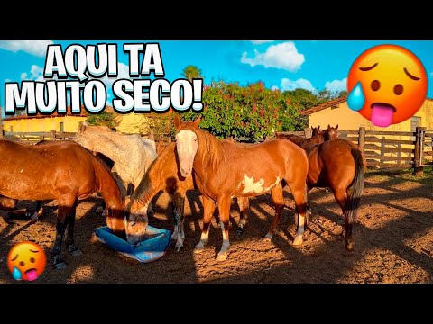 I HAD TO CHANGE THE GRAZING HORSES