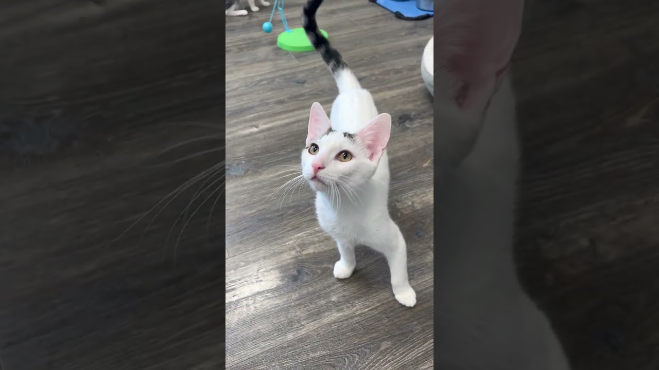 Miso P., an adopted Domestic Short Hair in Fountain Hills, AZ video 4/4