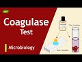 Coagulase Test | Staphylococcus aureus detection | Pathogen Detection | Basic Science Series