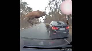 Deer hit Car accident | deer cross road crush car | animal hit on car dash camera record