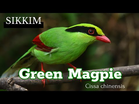 Straka zelená (Cissa chinensis) — starostlivosť, voliéra a kŕmenie