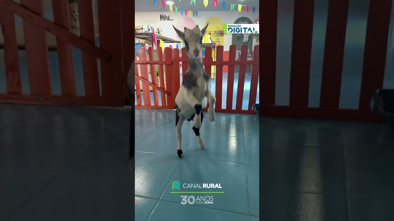 Bode aprende a dar a pata e encanta com nova habilidade