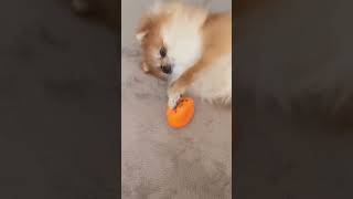 #ぽめらにあん #犬#犬との暮らし#可愛い犬#ポメラニアン