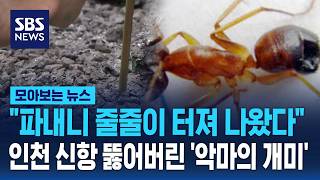 "줄줄이 터져 나왔다"..인천 신항 뚫어버린 불개미 습격 / SBS / 모아보는 뉴스