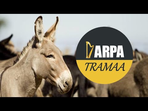 Rafael Volcán - El Burro Caminador [Homenaje A Montoya]