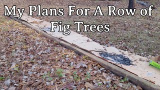 My Plans For a Row of Fig Trees