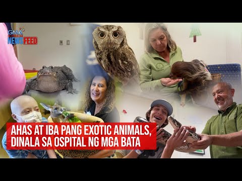 Ahas at iba pang exotic animals, dinala sa ospital ng mga bata GMA Integrated Newsfeed
