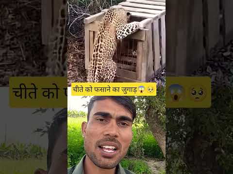 चीते को फसाने का जुगाड़😱🥺 #worldwildlifeday #worldwildlifeday #animals #automobile #tigerspotted