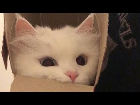 Cats in Their Silliest Moments �� | Animals | Funny cat #3