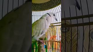 Download lagu Puter Pelung Gacor Suara Panjang Memanggil Lawan ‼️ mp3 Download lagu Puter Pelung Gacor Suara Panjang Memanggil Lawan ‼️ mp3