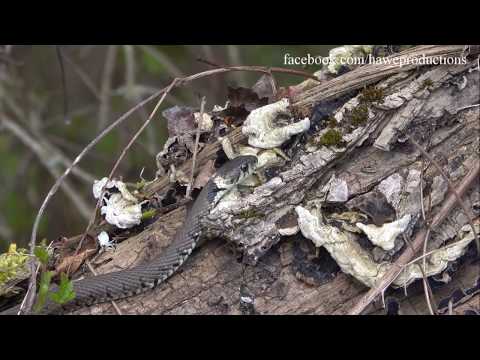 Ein halbes Dutzend Ringelnattern bei der Paarung und Partnersuche